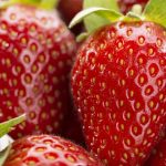 Llegan las frutillas, manjar supremo de primavera