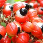 Guaraná, la semilla que excita más que el café