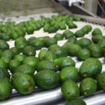 Palta: dieta saludable, calentamiento global y narcotráfico