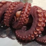 El tradicional pulpo se convirtió en el plato más caro y codiciado de la gastronomía porteña