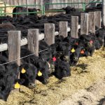 Feed lot: claves para reconocer este tipo de carne