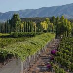 Historia de la bodega más antigua de América: no está en la Argentina, ni en Chile, ni en Estados Unidos