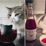 Vino para gatos: ideal para brindar con tu mascota