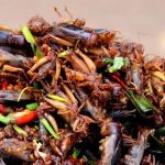 Lo dice la ciencia: leche de cucaracha, el alimento del futuro