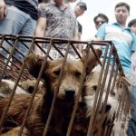 China: comenzó la fiesta de la carne de perro a pesar de los antecedentes del coronavirus