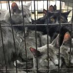 China: rescatan a 700 gatos robados que iban a ser vendidos en restaurants