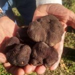 Trufas: en medio de la pandemia, comenzó la cosecha en la provincia de Buenos Aires