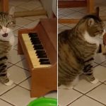 El gato con sobrepeso que está a dieta y se queja tocando un piano