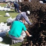 Recuperan y donan 10 millones de kilos de papas que iban a ser tiradas