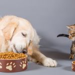 Comida para mascotas: historia de un alimento inspirado en las raciones de los marineros