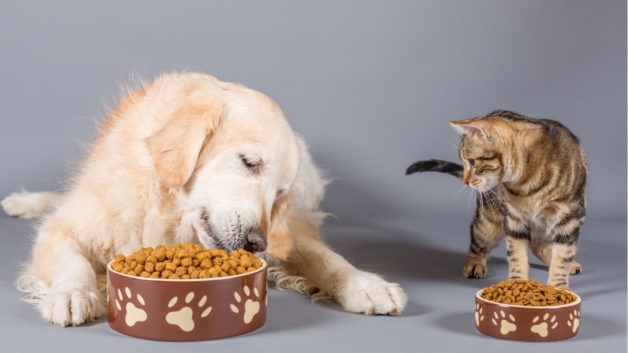 servidor Almeja tonto Comida para mascotas: historia de un alimento inspirado en las raciones de  los marineros - Cucinare