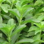 Stevia: historia de la planta que se convirtió en el edulcorante más popular