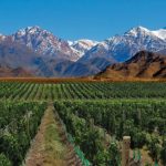 Buscan crear la Ruta del Vino más larga del mundo entre la Argentina y Chile