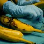 Operan a una banana a distancia, el experimento que se convertirá en realidad para humanos en muy poco tiempo