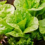 Día de la Lechuga, la original propuesta para impulsar el consumo del ingrediente más popular de las ensaladas