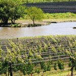 Vino argentino: habilitan una nueva zona geográfica para la producción