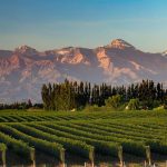 Vino argentino: la realidad de la industria vitivinícola más allá del Malbec