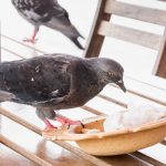 Palomas al aire libre, las nuevas enemigas de bares y restaurants en tiempos de restricciones