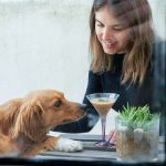 Tragos para perros, la tendencia que llega para los dueños más sofisticados de mascotas