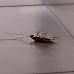 Cucarachas en la cocina: aplastarlas no es la mejor manera de matarlas
