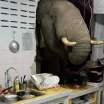 Un elefante tiró abajo la pared de una casa porque olió comida en la cocina