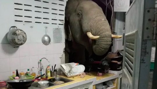 Elefante en la cocina - Cucinare