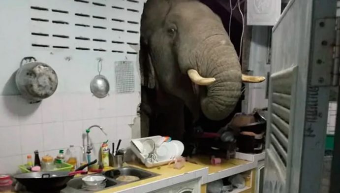 Elefante en la cocina - Cucinare