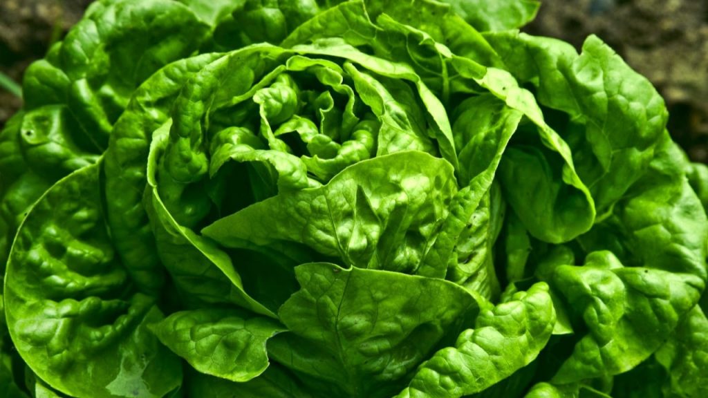 Té de lechuga para dormir mejor, el último mito que populariza TikTok Cucinare