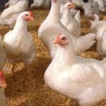 De animal sagrado a alimento clave para la humanidad: la evolución de los pollos