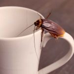 Cucarachas en la cocina: consejos para erradicar un insecto que puede convertirse en una pesadilla si no se lo combate correctamente