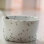 Hormigas en la cocina: 5 trucos para evitar que te invadan o sacártelas de encima si ya convivís con ellas