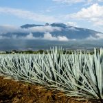 La botella de tequila hecha con oro de 24 quilates que tardó 6 años en desarrollarse y se consigue a un precio accesible