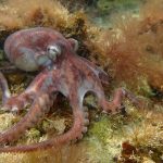 Pulpo de granja, el animal que encendió el debate: ¿es ético comerlo?