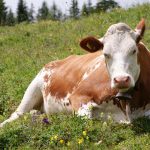 Carne vacuna con baja emisión de gases, la nueva apuesta de la ganadería que promete convertirse en tendencia global