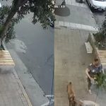 Roban una planta de la puerta de un restaurant: la vecina fue grabada por una cámara de seguridad