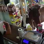 Dos caballos entraron a una despensa y se comieron la mercadería