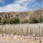 Jujuy aporta una nueva ruta para el vino argentino