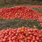 Tiran miles de kilos de tomates a las rutas para reclamar por lo poco que les pagan