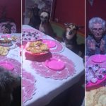 El insólito cumpleaños de la anciana que sentó a la mesa a sus 10 perros, con plato y todo