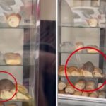 Publican un video de una rata comiendo medialunas en una panadería porteña