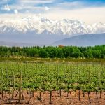 Mendoza, una vez más protagonista del vino a nivel internacional