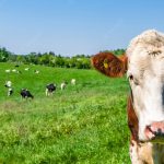 Un cocinero mostró cómo es la faena de una vaca en el campo: “El asado y la milanesa que comés tuvo cara”