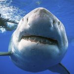 Una influencer tiene que pagar una multa por comerse un tiburón blanco