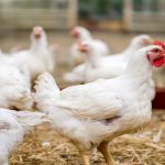 Sacrifican 240 mil gallinas en Mar del Plata y Río Negro por gripe aviar