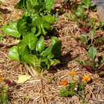 Huerta casera: qué verduras conviene sembrar cuando está por llegar el otoño