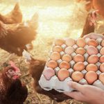 Gripe aviar: qué cuidados hay que tener con pollos y huevos en la cocina