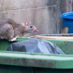 Estaba en una cervecería y le cayó una rata en la cabeza: “Seguimos bebiendo”