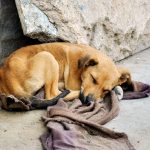 El tierno gesto de un restaurante argentino para los perros callejeros