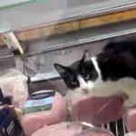 Clausuran una fiambrería por un video que muestra a un gato comiendo jamón adentro de una heladera del local