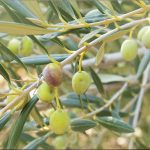 Cosecha y degustación de aceite de oliva, una experiencia única